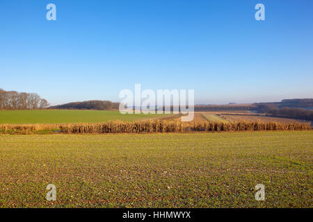 Eine malerische Yorkshire Wolds Landschaft mit Wäldern, Hecken und Patchwork-Felder mit Maispflanzen für Spiel Cover im Winter angebaut. Stockfoto