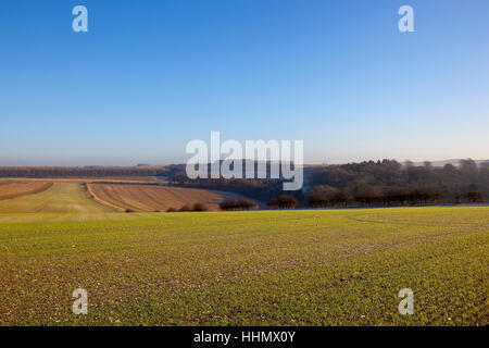 Eine Kulturlandschaft mit Wäldern, Hügeln und Hecken auf die Yorkshire Wolds unter strahlend blauem Himmel im Winter. Stockfoto