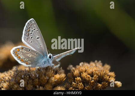 Hauhechel-Bläuling, Gemeiner Bläuling, Wiesenbläuling, Hauhechelbläuling, Männchen, Polyommatus Icarus, Lycaena Ikarus, gemeinsame blau, Männlich Stockfoto