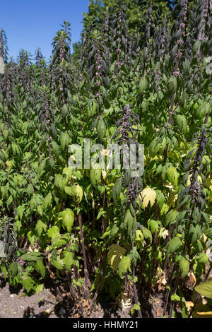 Herzgespann, Echtes Herzgespann, Löwenschwanz, Herzspannkraut, Herzgespann Cardiaca SSP Villosa, Herzgespann Villosa, Motherwort, Throw-Scharte, Lion es Ohr, L Stockfoto