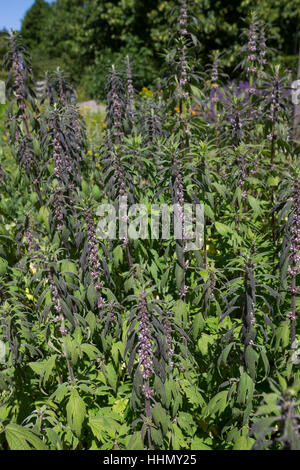 Herzgespann, Echtes Herzgespann, Löwenschwanz, Herzspannkraut, Herzgespann Cardiaca SSP Villosa, Herzgespann Villosa, Motherwort, Throw-Scharte, Lion es Ohr, L Stockfoto