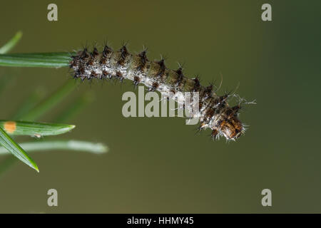 Isabellaspinner, Isabella-Spinner, Raupe, Jungraupe Frisst eine Kiefer, Graellsia Isabellae, Actias Isabellae, spanische Mondmotte, Raupe, L'Isabell Stockfoto