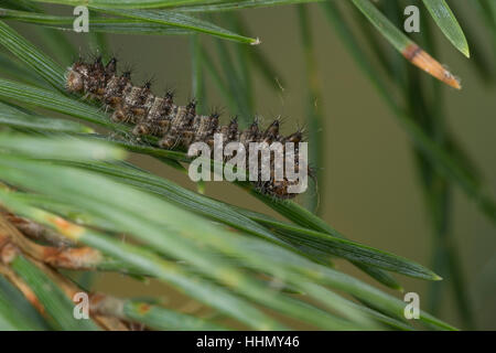 Isabellaspinner, Isabella-Spinner, Raupe, Jungraupe Frisst eine Kiefer, Graellsia Isabellae, Actias Isabellae, spanische Mondmotte, Raupe, L'Isabell Stockfoto