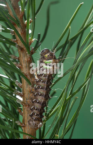 Isabellaspinner, Isabella-Spinner, Raupe Frisst eine Kiefer, Graellsia Isabellae, Actias Isabellae, spanische Mondmotte, Raupe, L'Isabelle, Pfauensp Stockfoto