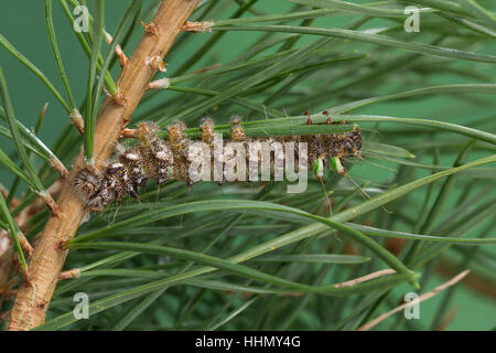 Isabellaspinner, Isabella-Spinner, Raupe Frisst eine Kiefer, Graellsia Isabellae, Actias Isabellae, spanische Mondmotte, Raupe, L'Isabelle, Pfauensp Stockfoto