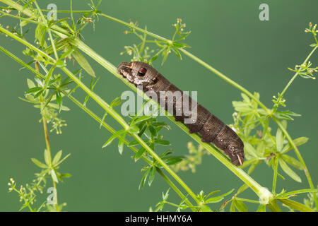 Kleiner Weinschwärmer Raupe Frisst ein Labkraut, Deilephila Porcellus, Pergesa Porcellus, kleiner Elefant Hawkmoth, kleiner Elefant Falke-Motte, caterpill Stockfoto