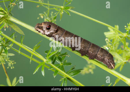 Kleiner Weinschwärmer Raupe Frisst ein Labkraut, Deilephila Porcellus, Pergesa Porcellus, kleiner Elefant Hawkmoth, kleiner Elefant Falke-Motte, caterpill Stockfoto