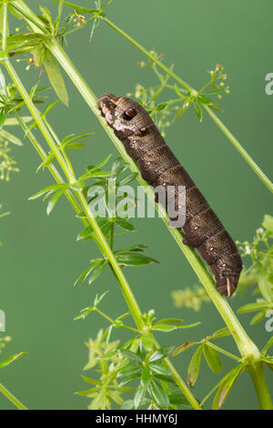 Kleiner Weinschwärmer Raupe Frisst ein Labkraut, Deilephila Porcellus, Pergesa Porcellus, kleiner Elefant Hawkmoth, kleiner Elefant Falke-Motte, caterpill Stockfoto