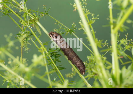 Kleiner Weinschwärmer Raupe Frisst ein Labkraut, Deilephila Porcellus, Pergesa Porcellus, kleiner Elefant Hawkmoth, kleiner Elefant Falke-Motte, caterpill Stockfoto