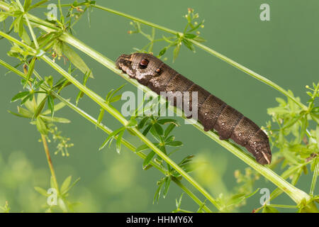 Kleiner Weinschwärmer Raupe Frisst ein Labkraut, Deilephila Porcellus, Pergesa Porcellus, kleiner Elefant Hawkmoth, kleiner Elefant Falke-Motte, caterpill Stockfoto