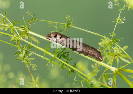 Kleiner Weinschwärmer Raupe Frisst ein Labkraut, Deilephila Porcellus, Pergesa Porcellus, kleiner Elefant Hawkmoth, kleiner Elefant Falke-Motte, caterpill Stockfoto