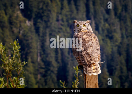 Große gehörnte Eule thront auf einem Pfosten auf Grouse Mountain während einer Greifvögel-Anzeige, Vancouver, British Columbia, Kanada. Stockfoto