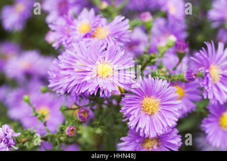 Symphyotrichum Novi-Belgii Blumen. Stockfoto