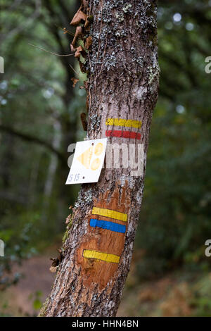 Verlegen Sie Marker auf einen Baum auf einem Pfad in einem französischen Waldgebiet. Stockfoto