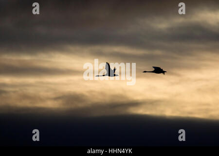 Trumpeter Schwäne Silhouette im Flug, Fir Island Farmen Reserve, Skagit Wildlife Area, Washington Stockfoto