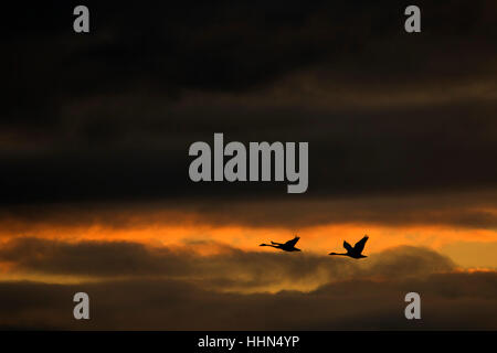 Trumpeter Schwäne Silhouette im Flug, Fir Island Farmen Reserve, Skagit Wildlife Area, Washington Stockfoto