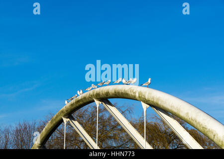 Schwarze Leitung Möwen aufgereiht auf Zyklus Brücke Riverside Cambridge Cambridgeshire 2017 Stockfoto