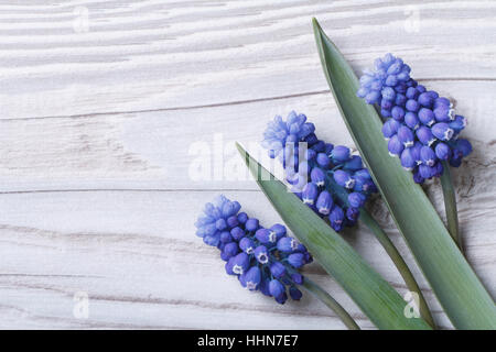 Weihnachtskarte aus blauen Muscari Frühlingsblumen auf eine Holzoberfläche Stockfoto