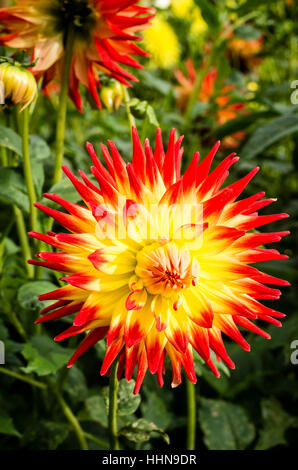 Dahlie Kenora Sonnenuntergang Blüte im September in UK Stockfoto