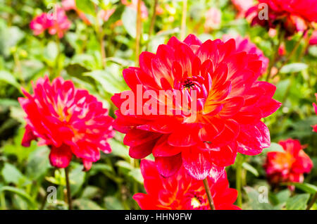 Dahlie Kilburn Glühen blühend im September in UK Stockfoto