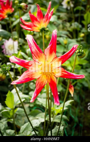 Dahlie Honka Überraschung blühen im September in UK Stockfoto