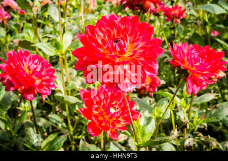 Dahlie Kilburn Glühen blühend im September in UK Stockfoto