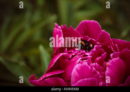 Eine gewöhnliche Hummel in rosa Pfingstrosen im Hintergrund Stockfoto