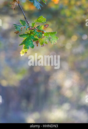 Blätter am Zweig am hellen Tag im Herbst zu fallen Stockfoto
