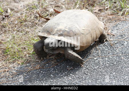 Eine Nahaufnahme von einem Gopher-Schildkröte, Gopherus polyphemus Stockfoto