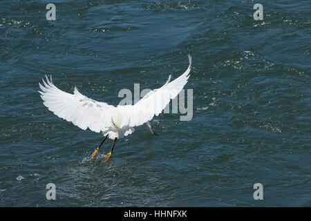 Snowy Reiher, Egretta unaufger, Angeln in einem Gezeiten-Strom an Elkhorn Slough, Moss Landing, California, USA (Ost-Pazifik) Stockfoto