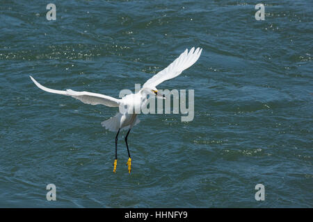 Snowy Reiher, Egretta unaufger, mit einem Fisch im Schnabel, die es nur von einer ankommenden Gezeiten Elkhorn Slough, Moss Landing, California gezupft hat Stockfoto