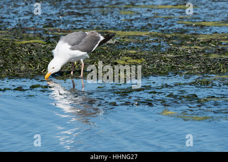 westliche Möve, Larus Occidentalis, trinken oder Fütterung im Gezeiten-Mündung, Elkhorn Slough, Moss Landing, California, Vereinigte Staaten Stockfoto