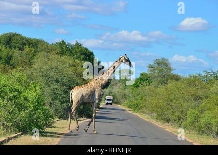 Giraffe mit Oxpecker Vögel auf den Hals, die ernähren sich die Giraffe'' s Zecken, beim Überqueren der Straße in der Nähe von Satara Rest Camp im Krüger-Park Stockfoto