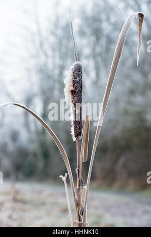 Typha Latifolia. Rohrkolben in Raureif im Winter überdacht Stockfoto