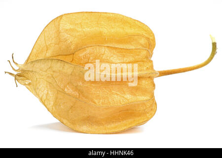 Physalis isoliert auf weißem Hintergrund Stockfoto