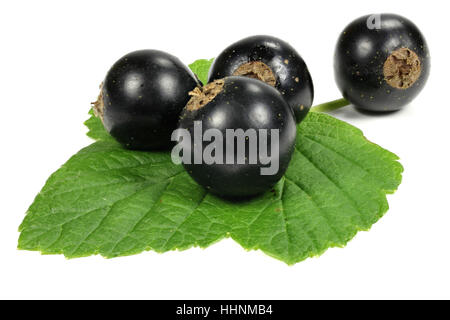 schwarze Johannisbeeren isoliert auf weißem Hintergrund Stockfoto