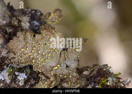 Gelbe Specklebelly Flechten (Pseudocyphellaria Crocata) mit goldenen Soralia auf Hasel (Corylus Avellana) Zweig, Schottland, UK. Stockfoto