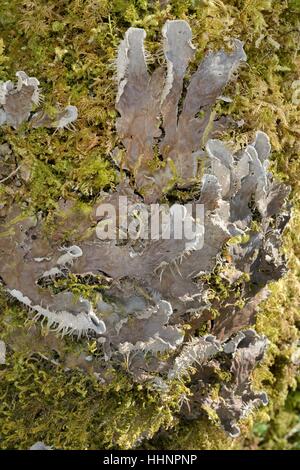 Hund-Flechten (Peltigera Membranacea) wächst auf einem moosbedeckten Baumstamm, Knapdale Forest, Argyll, Schottland, UK, Mai. Stockfoto