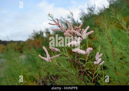 Französische Tamariske / Salz Zeder (Tamarix Gallica) in Blüte auf einem küstennahen Hügel, Cornwall, UK, September. Stockfoto