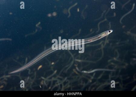 Junge europäische Aal (Anguilla Anguilla) Glasaale oder Glasaale, gefangen Migration Flüsse aus den Bristolkanal, Schwimmen, UK Stockfoto