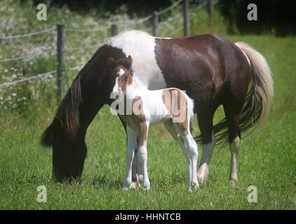 Eine Pinto Islandpferd-Stute und ihr Neugeborenes Bay Pinto Fohlen Stockfoto
