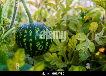 Wassermelone auf Reben wachsen Stockfoto