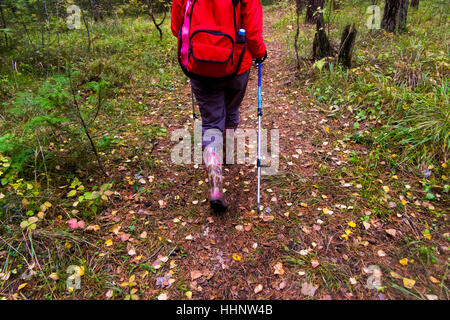 Rückansicht des Frau Wandern im Wald Stockfoto