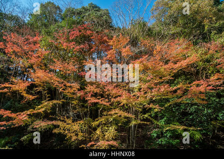 Kameyama See im Herbst, Chiba, Japan Stockfoto