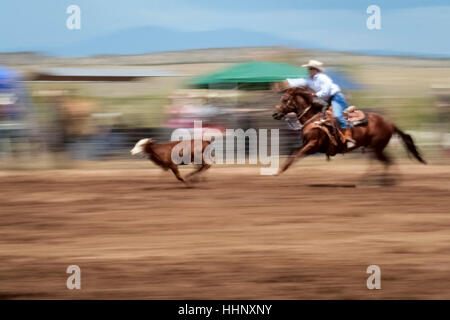 Cowgirl jagen Kalb in rodeo Stockfoto