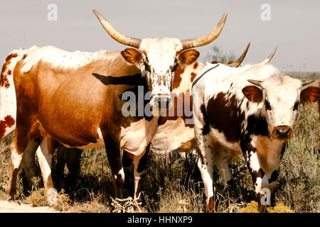 Rinder im Rasen stehen Stockfoto