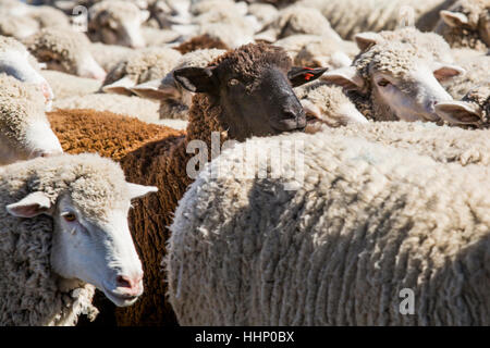 Schwarze Schafe in der Herde weißer Schafe Stockfoto