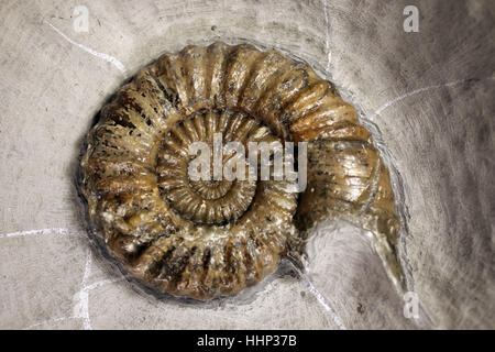 Androgynoceras Ammoniten Fossil zubereitet aus ein Knötchen grüne Ammoniten von Charmouth, Jurassic Coast, Dorset, Großbritannien Stockfoto