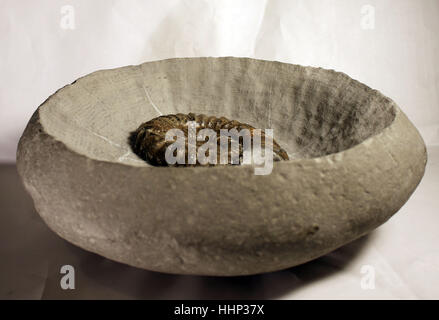 Androgynoceras Ammoniten Fossil zubereitet aus ein Knötchen grüne Ammoniten von Charmouth, Jurassic Coast, Dorset, Großbritannien Stockfoto