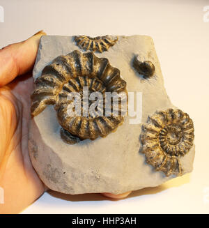 Oistoceras Figulinum (Simpson) Ammoniten Bett fand auf der Jurassic Coast, Dorset, Großbritannien Stockfoto